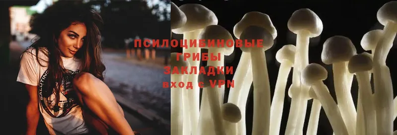 Псилоцибиновые грибы Psilocybe  Ершов 